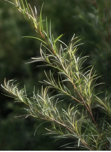 Reduziere sichtbare Akneflecken in 4 Wochen
